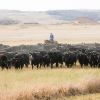 Eight hundred head of Black Angus cattle create a dusty haze as they move eastward to winter pasture west of Wilmot.