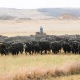 Eight hundred head of Black Angus cattle create a dusty haze as they move eastward to winter pasture west of Wilmot.