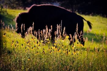 Custer State Park interns soon learn to watch out for buffalo. Photo by <a href='www.dakotagraph.com' target='_blank'>Chad Coppess</a> of South Dakota Tourism.