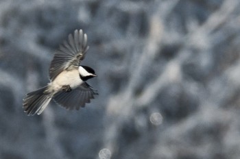 Wide open apertures on a lens will help with two things – high shutter speeds to freeze wings in motion and a shallow depth of field to blur the distracting background.