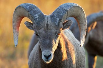 Bighorn ram in the morning sunshine.