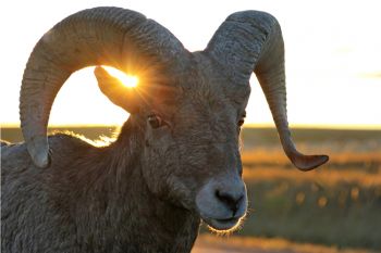 Bighorn ram with starburst.