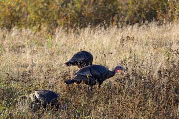 Wild turkey in Sage Creek Wilderness.