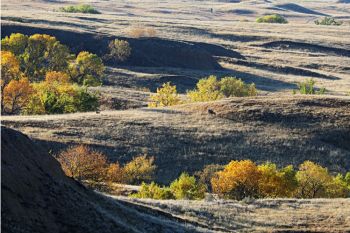 Fall colors and deer grazing in Sage Creek Wilderness.