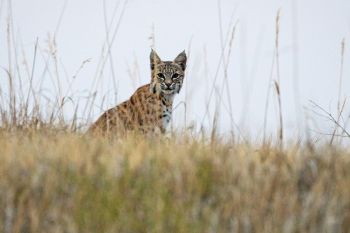 Badlands bobcat.