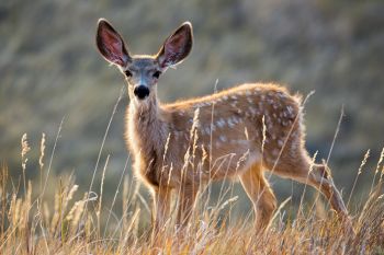 Mule deer fawn.