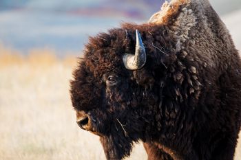 American Bison portrait.