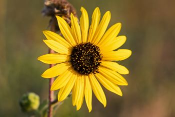 Late summer sunflower in the Sage Creek Wilderness.