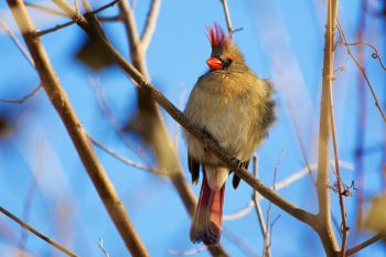 A female cardinal fluffed up in the chilly wind in Terrace Park at Covell Lake in Sioux Falls.