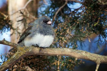 A dark-eyed junco enjoying the winter sunshine at Good Earth State Park.