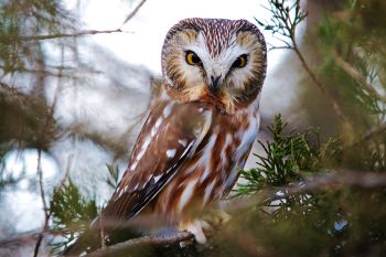 Northern Saw-whet owl at Newton Hills State Park.