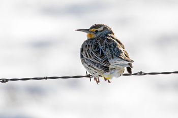A meadowlark in January north of Aberdeen.