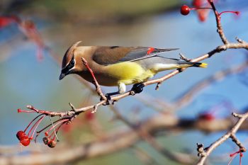 Cedar waxwing at Lake Vermillion Recreation Area.