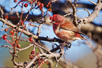 Purple finch at Lake Vermillion Recreation Area.