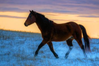 Horse at sunset taken Jan. 1 in southwestern Minnehaha County.