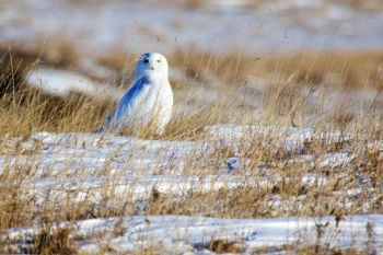 Snowy Owl in eastern Edmunds County taken on Jan. 10.