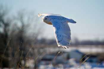 A Snowy flyby taken in Day County on Jan. 27.