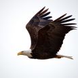 On my first visit to Silver Lake, I was lucky enough to have a bald eagle fly almost directly over me.