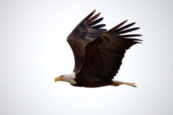 On my first visit to Silver Lake, I was lucky enough to have a bald eagle fly almost directly over me.
