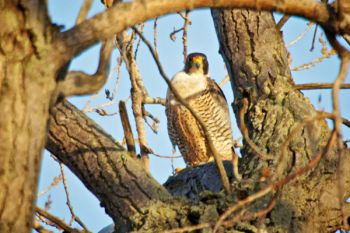 A hawk perched on the edge of Silver Lake.