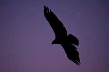 A silhouetted eagle against the deep blue sky of early morning.