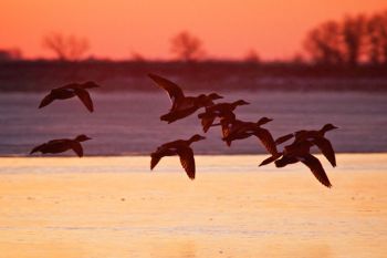 Incoming ducks.