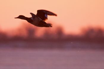 This one decided it was a little too crowded and left the open leaving a trail of water droplets behind.