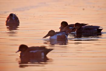 Multiple species shared the open water.