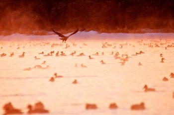 A juvenile eagle tests his fishing skills above the steaming open water.