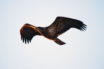 The first light of day on a soaring juvenile bald eagle.