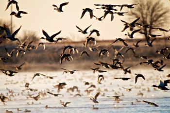 When I stood up to leave my hidden spot, the ducks near me left in a hurry.