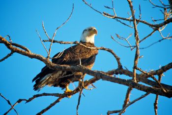 A young adult eagle in the morning light.