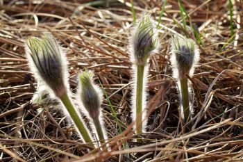 Early pasqueflowers at Reva Gap in the Slim Buttes.