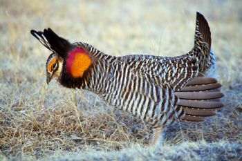 The prairie chicken’s bright orange and red air sacks are filled and then make humming or wooing sounds as air is forced out.
