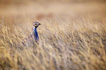 A prairie chicken hen watching the boys from a safe distance.