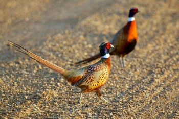 Two pheasants on the Bad River Road. I broke up their fight by arriving when I did.