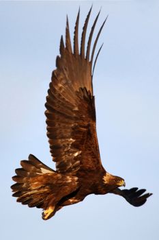 A large golden eagle leaving a fencepost along the Bad River Road.