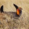 A displaying prairie chicken in the tall grass.