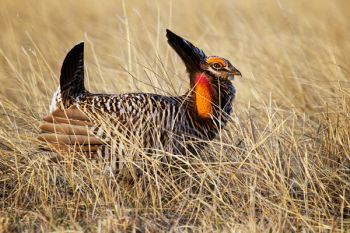 A displaying prairie chicken in the tall grass.