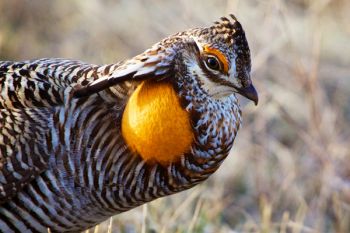 This dapper dancer used the blind I was in as a perch and also got so close to me I had trouble getting a good focus with my telephoto lens.