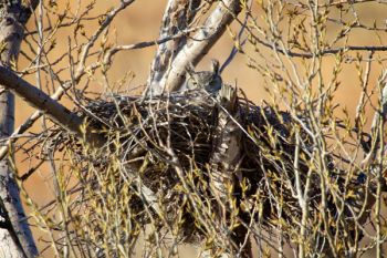 A great horned owl nest with occupant found along Highway 1806.