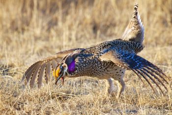 A sharp-tailed grouse displaying on the same lek as some prairie chickens.