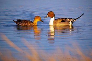 A happy Northern Pin-tailed duck couple just after dawn. The last blind I visited had prairie chickens displaying along the sides of a stock dam.