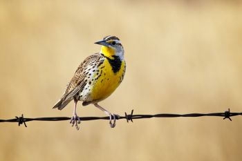 The song and sight of meadowlarks are always a welcome addition to the prairies in spring.