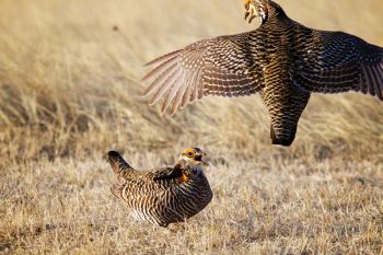 Prairie chickens carve little territories on the lek and if another rooster gets too close, feathers can fly.