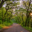 Late afternoon along the road through Union Grove State Park.