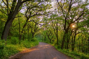 Late afternoon along the road through Union Grove State Park.