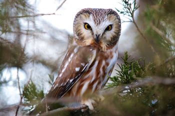 Northern Saw-whet Owl, Newton Hills State Park.