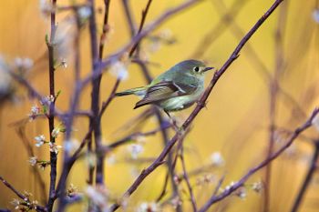 Ruby-crowned Kinglet, Newton Hills State Park.