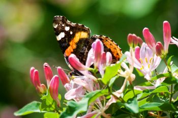 Red Admiral Butterfly among spring blossoms at the Dells of the Big Sioux.